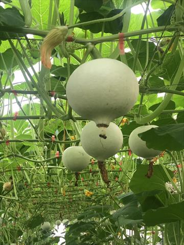 生產者圖片