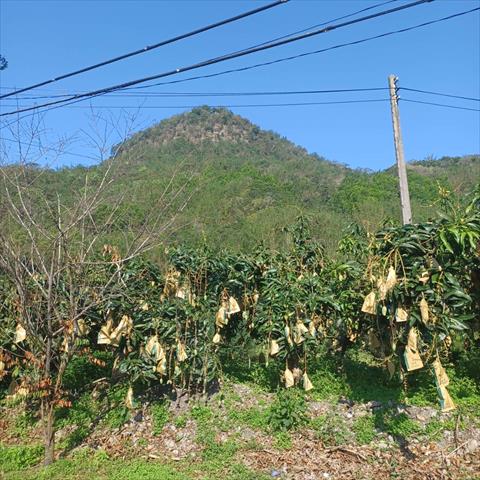 生產者圖片