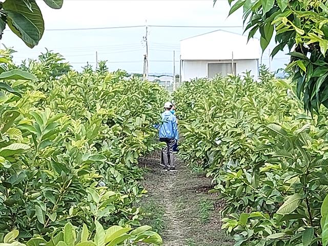 生產者圖片