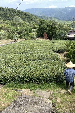 生產者圖片