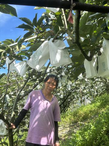 生產者圖片