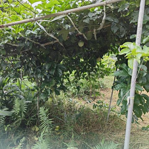 生產者圖片
