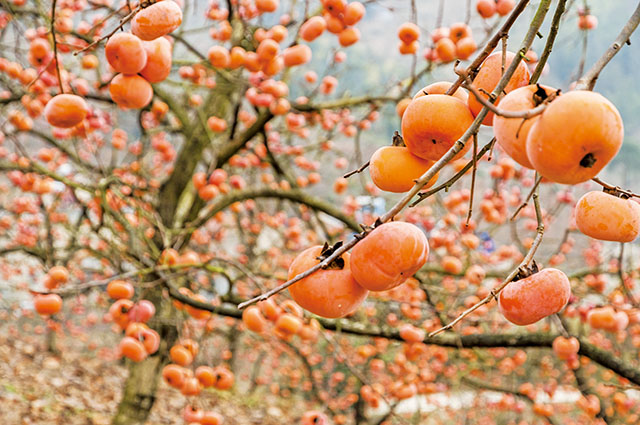 生產者圖片