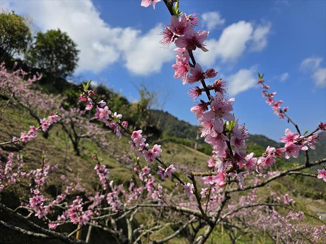 生產者圖片