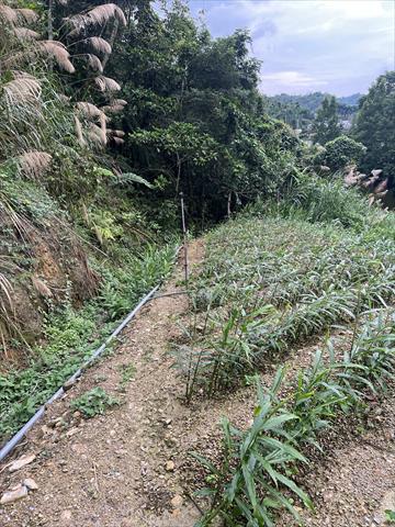 生產者圖片