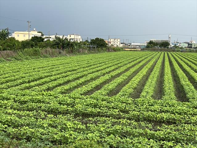 生產者圖片