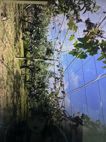 生產者圖片