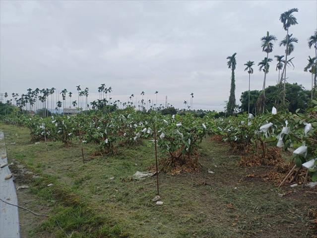 生產者圖片