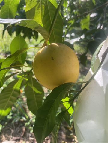 生產者圖片