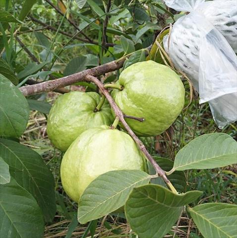 生產者圖片