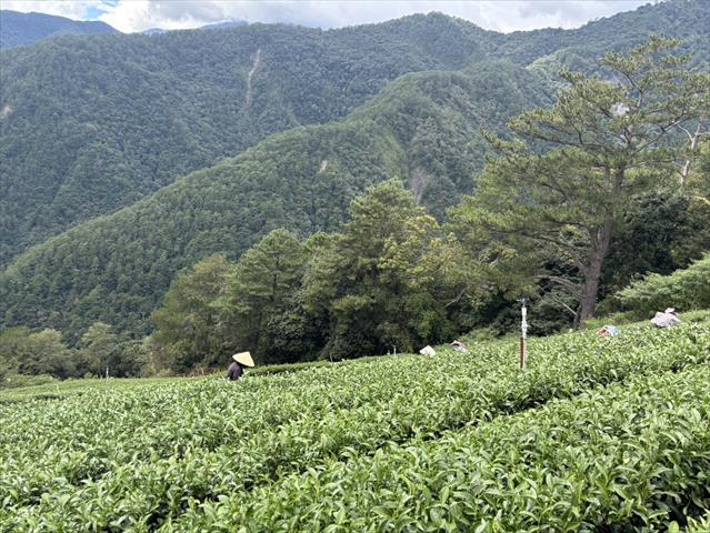 生產者圖片