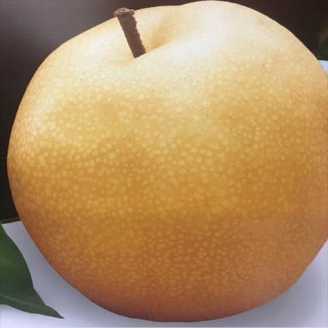 生產者圖片
