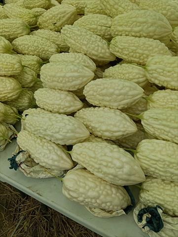 生產者圖片