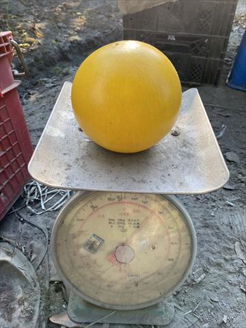 生產者圖片