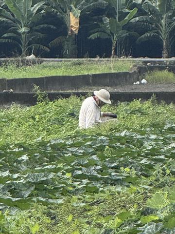 生產者圖片