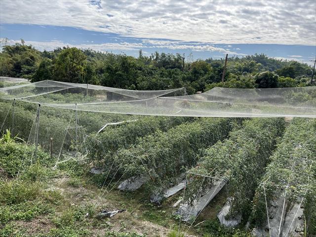 生產者圖片