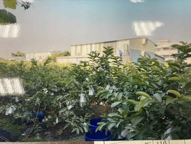 生產者圖片
