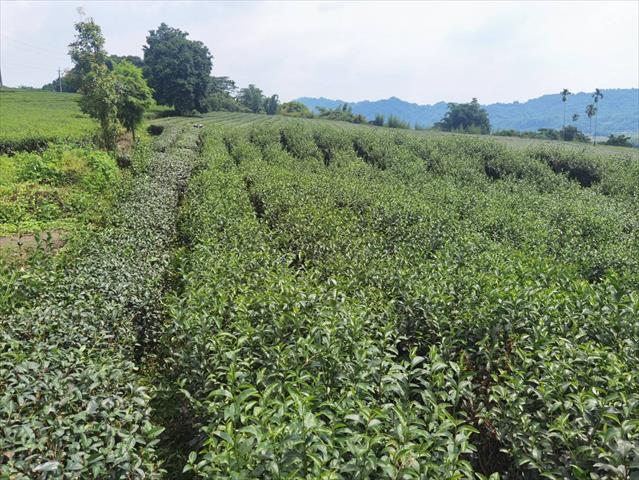 生產者圖片