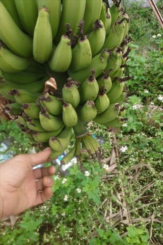 生產者圖片