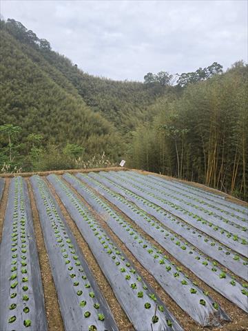 生產者圖片