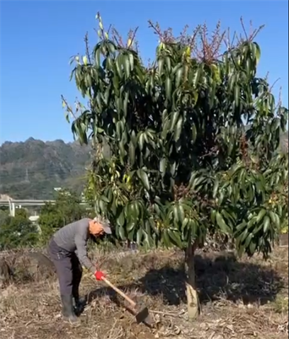 生產者圖片