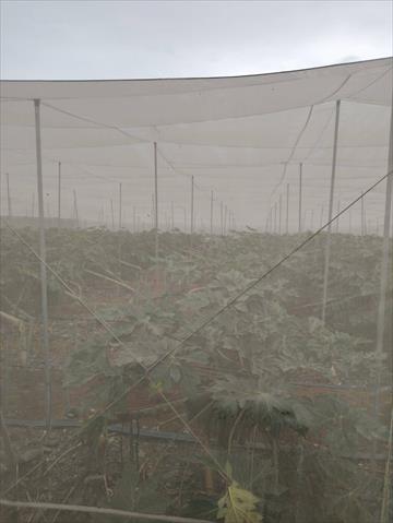 生產者圖片