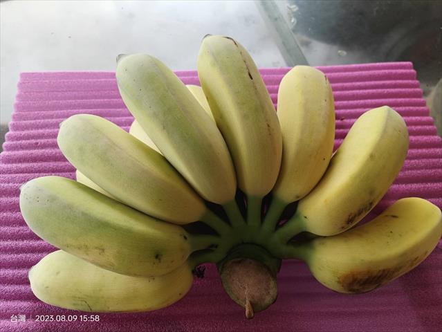 生產者圖片