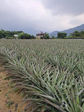 生產者圖片