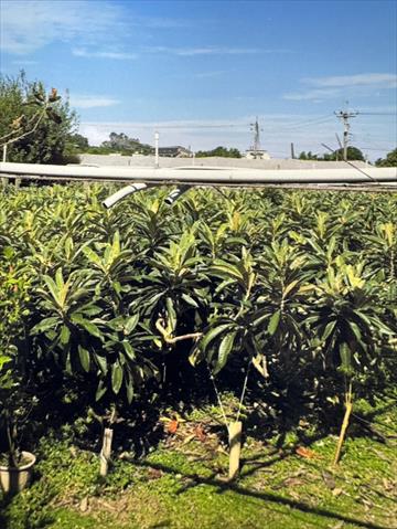 生產者圖片