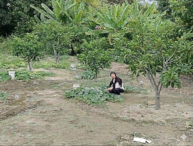 生產者圖片