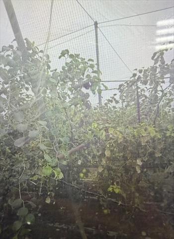 生產者圖片
