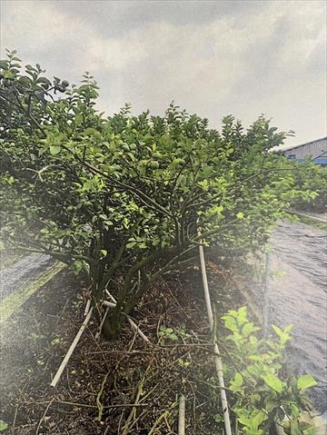 生產者圖片