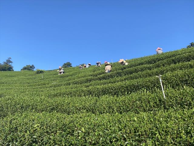 生產者圖片