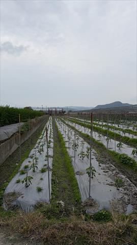 生產者圖片