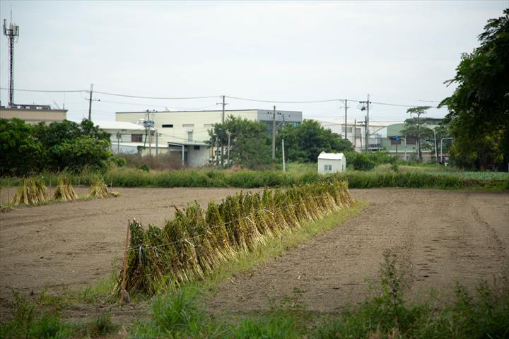 生產者圖片