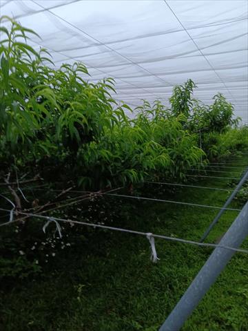 生產者圖片