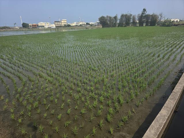 生產者圖片