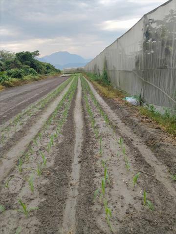 生產者圖片