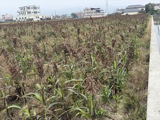 生產者圖片