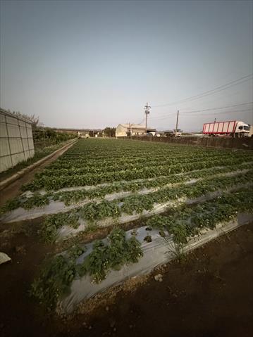 生產者圖片