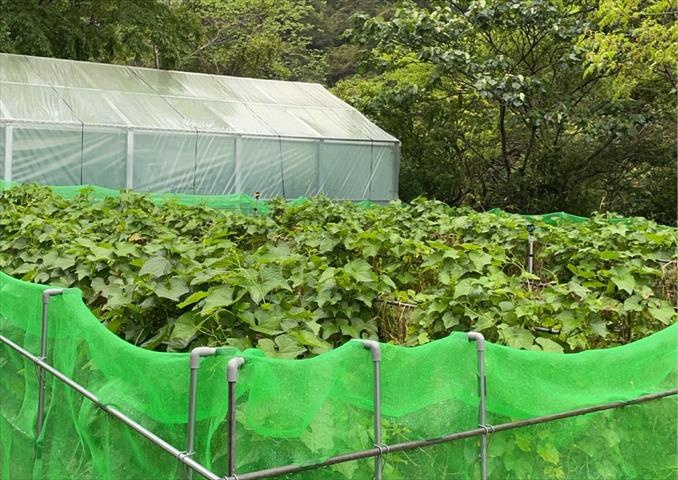 生產者圖片