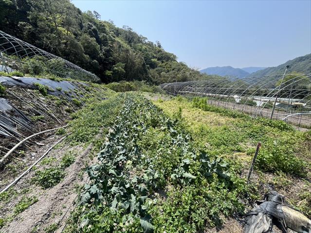 生產者圖片