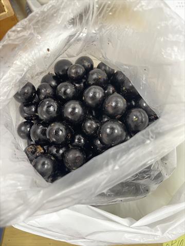 生產者圖片