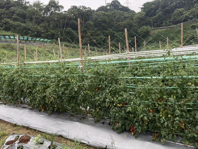 生產者圖片