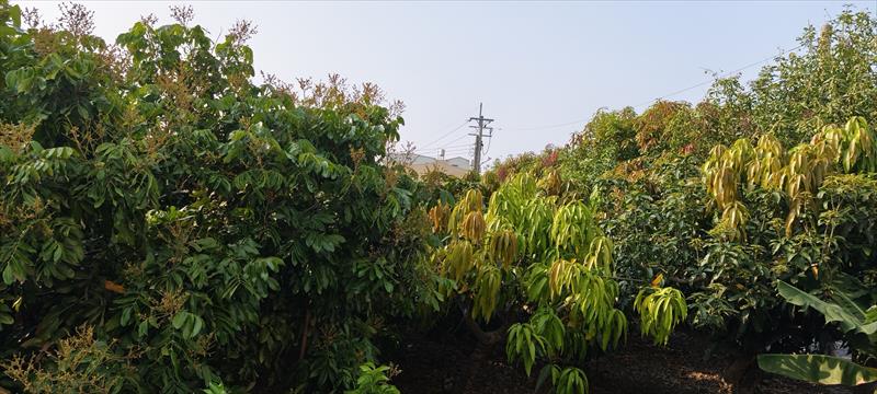 生產者圖片
