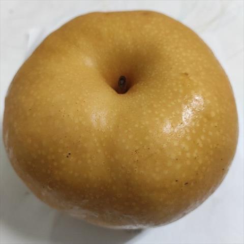 生產者圖片