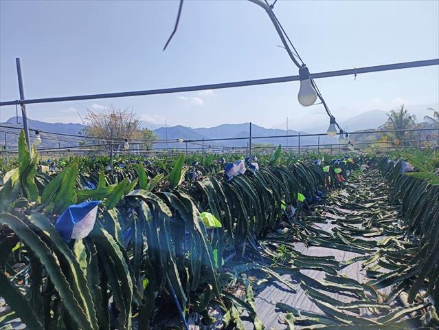 生產者圖片
